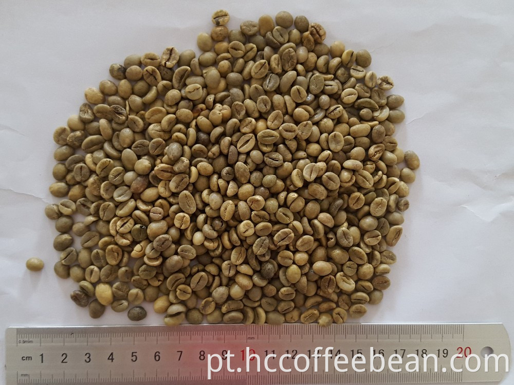 grãos de café verde robusta, nova safra, lavado, polido grau A, tela 16